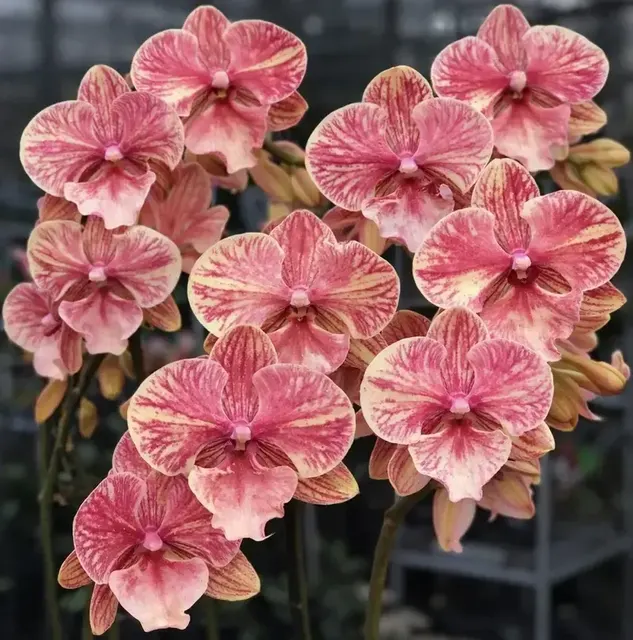 Phalaenopsis Marble Mouse Blooming Size (Phalaenopsis)