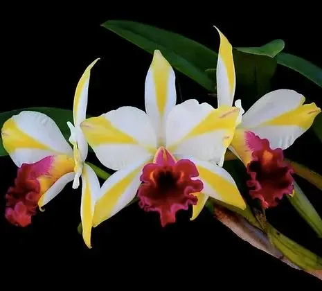 Cattleya Alliance: Rth. Fu Shu Glory 'Happy Holiday' (Cattleya)
