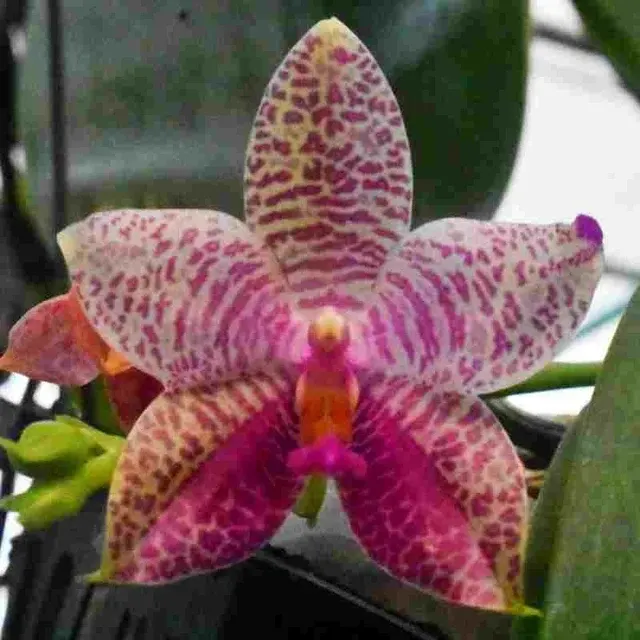 Phalaenopsis Gigabell - Big Siz