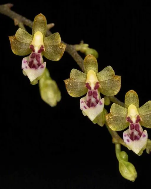 Phalaenopsis mirabilis (Phalaenopsis)