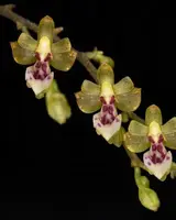 Phalaenopsis mirabilis