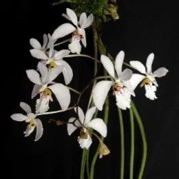 Holcoglossum wangii sp (Holcoglossum)