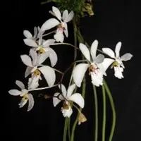 Holcoglossum wangii sp.