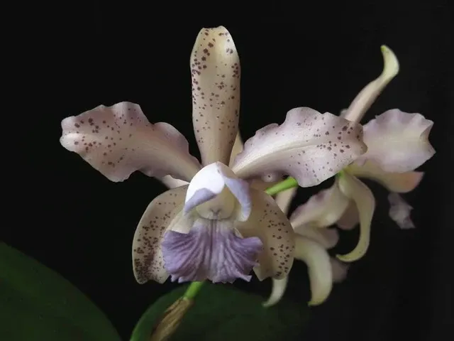 Cattleya Leoloddiglossa Var. Coerulea 'Exotic Orchids 4N'