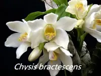Chy. bractescens (CYS002) (- Others ) Chy.=Chysis