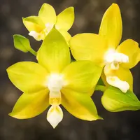 Phalaenopsis Miki Deep Coffee Turtledove 'Energy'- parfumat — fara flori, frunze cu defecte - ghiveci 2.5 inch