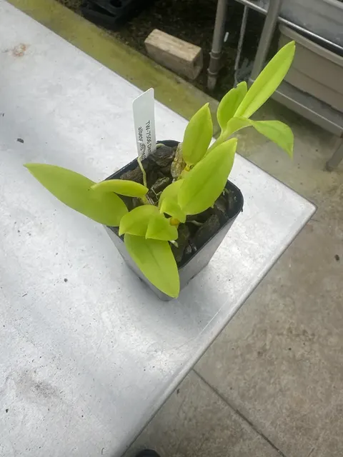 Dendrobium antennatum fma albescens (Dendrobium)