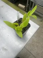 Dendrobium antennatum fma. albescens