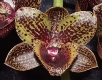 Fdk. After Dark 'Sunset Valley Orchids' FCC/AOS (MCTM 8) ( - - Catasetinae subtribe ) Fdk.=Fredclarkeara (Clowesia x Catasetum x Mormodes)