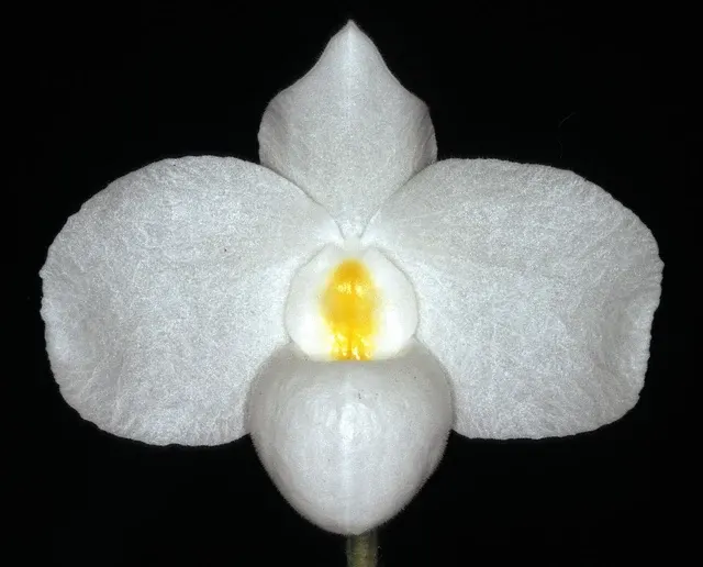 Paphiopedilum delenatii album (Paphiopedilum)