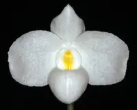 Paphiopedilum delenatii album