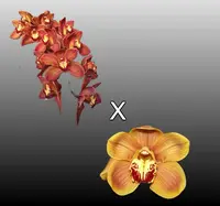 Cymbidium Alice and Ralph 'Patricia' 4N x Looker 'Fernbrook' 4N