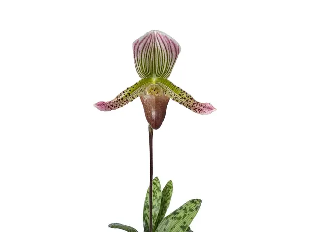 Paphiopedilum callosum var thailandense 'Halloween' (Paphiopedilum)