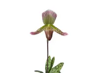 Paphiopedilum callosum var thailandense X Paph. Ambiente Silvestre x Paph. Hermann x Paph. Nettie Mcnay 'halloween'