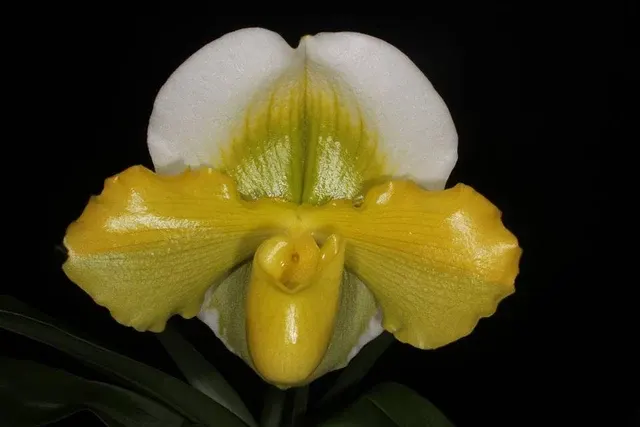Paphiopedilum Stone Lovely X Paph. Charlesworthii Fma. Alba 'Lucky Pick'