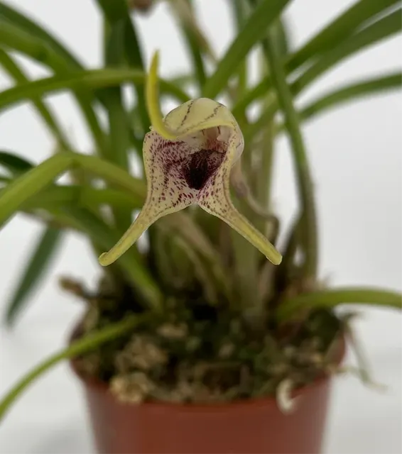 Masdevallia civilis (Masdevallia)