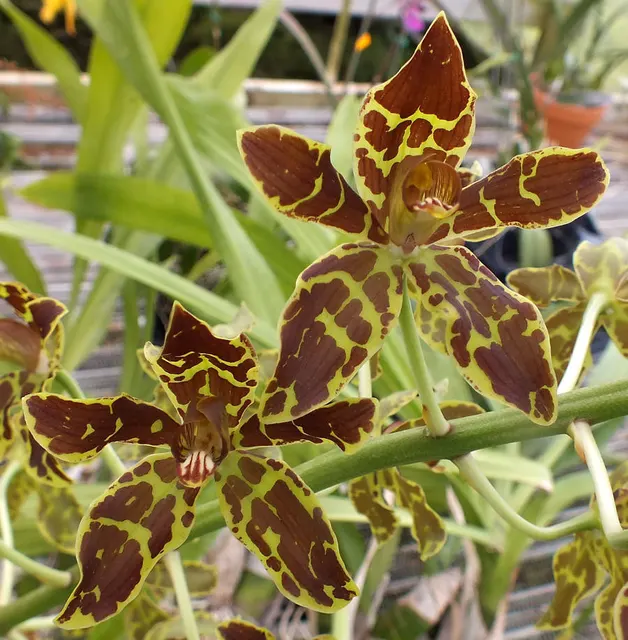 Grammatophyllum Crownfox Leopard (Grammatophyllum)