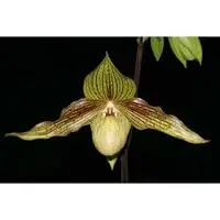 Paphiopedilum HAROLD KOOPOWITZ (rothschildianum x malipoense)