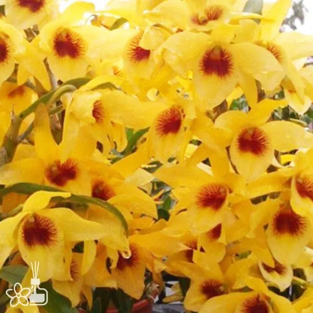 Dendrobium Golden papillon 'Literby Bell'