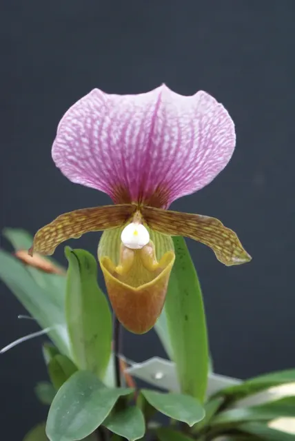 Paphiopedilum charlesworthii 'Compact Type' (Paphiopedilum)