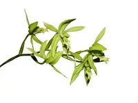 Coelogyne mayeriana