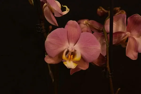 Phalaenopsis 'Rosa Valentin'