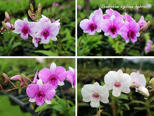 Dendrobium bigibbum var compactum hybrid (Dendrobium)