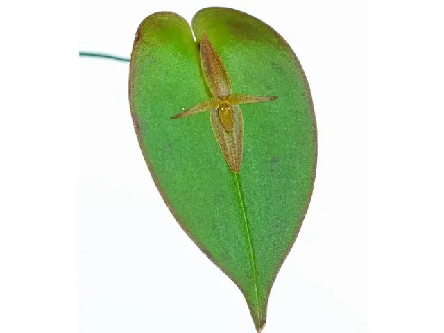 Pleurothallis crucifera (Pleurothallis)