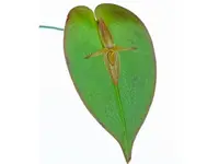 Pleurothallis crucifera