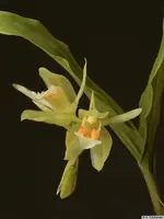 Coelogyne carinata