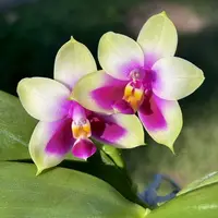 Phalaenopsis bellina 'Fire Type'