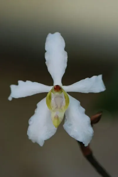 Vandopsis undulata