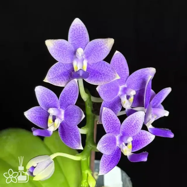 Phalaenopsis Lioulin Blue Star
