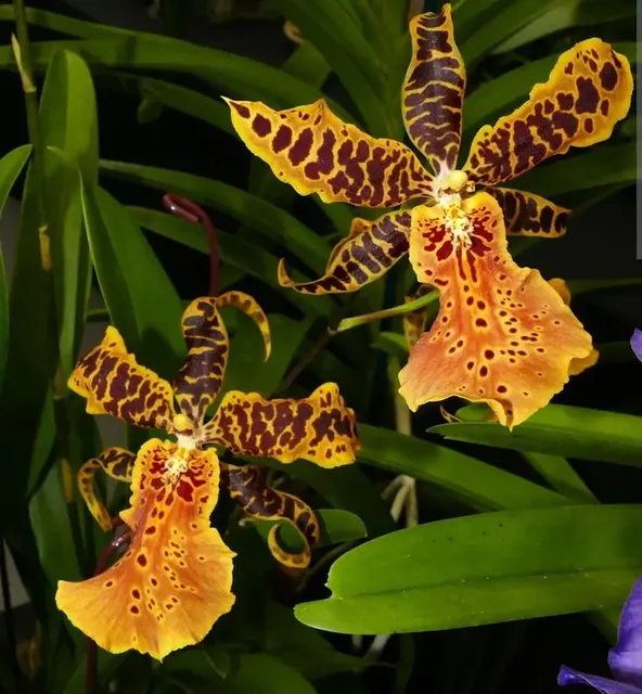 Oncidium Hilo Ablaze 'Hilo Gold' (Oncidium)