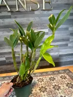 Dendrobium Spectabile