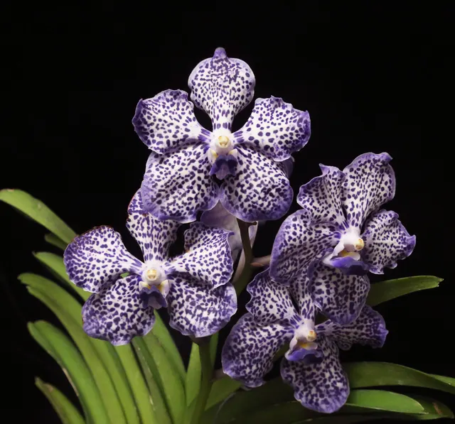Papilionanda Omar Padron 'Indigo Blue Spots' (Papilionanda)