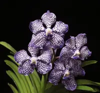 Papilionanda Omar Padron 'Indigo Blue Spots'