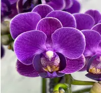 MK2515 Phalaenopsis Reyoung Ultra Violet (clone)
