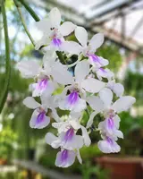 Holcoglossum amesianum