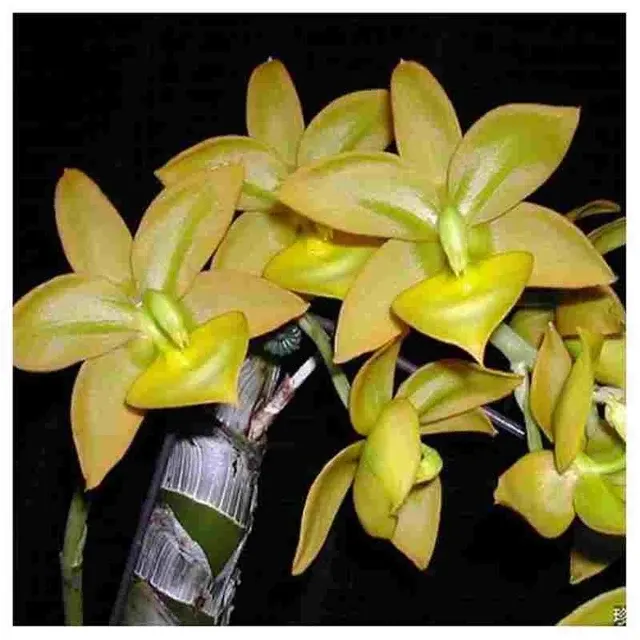 Cycnoches Jumbo Puff (Cycnoches)
