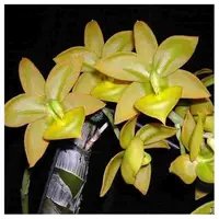 Cycnoches Jumbo Puff
