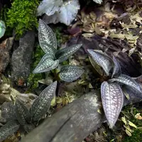 Cheirostylis montana