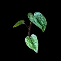 [Bulbs][Import AS-IS] Nephelaphyllum tenuiflorum [2.4" BS][July Preorder 26]