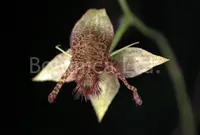 Trichoceros antennifer