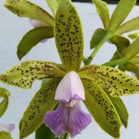 Cattleya guttata var. coerulea × sib (Cattleya)