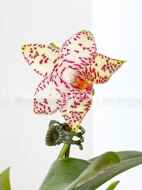 Phalaenopsis Brother Prince 'Hai Tony' (Phalaenopsis)