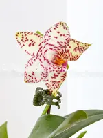 Phal. Brother Prince 'Hai Tony' — Blooming size