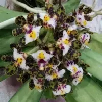 Gastrochilus bellinus sp.