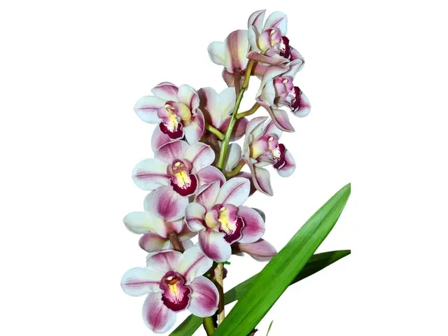 Cymbidium Kimberley Splash 'Te Pee' (Cymbidium)