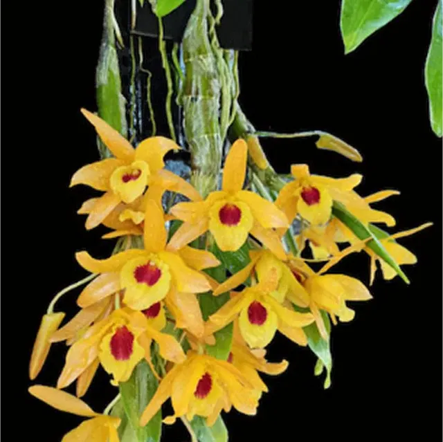 Dendrobium Chanthaboon Sunrise 'Aes'